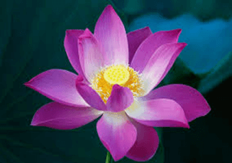 A purple flower with yellow center
Description automatically generated